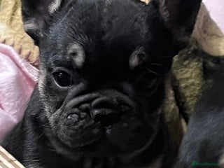 Mixed Breed dogs Beautiful freelance bulldogs only three left - Advert 4