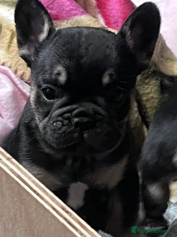 Mixed Breed dogs Beautiful freelance bulldogs only three left - Advert 12