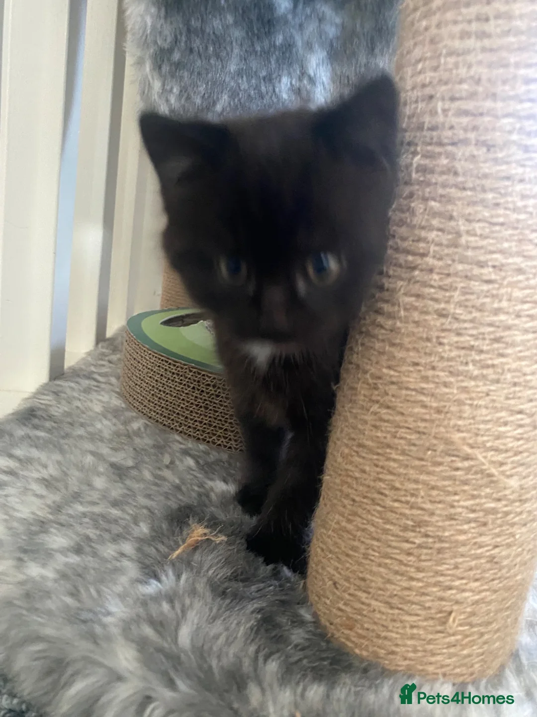 American Shorthair cats for sale: Beautiful female kitten - Advert 6