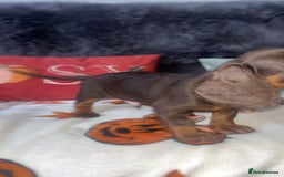 Doxiepoo dogs for sale: House trained READY NOW FOR THERE FOREVER HOMES ❤️ - Image 35