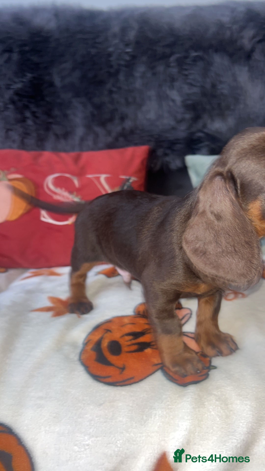 Doxiepoo dogs for sale: House trained READY NOW FOR THERE FOREVER HOMES ❤️ - Image 35