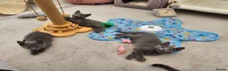 Russian Blue cats for sale: GCCF Registered Russian Blue Kittens in Tredegar - Advert 7