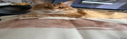 Maine Coon cats for sale: Active registered adult Mainecoon female  - Advert 6