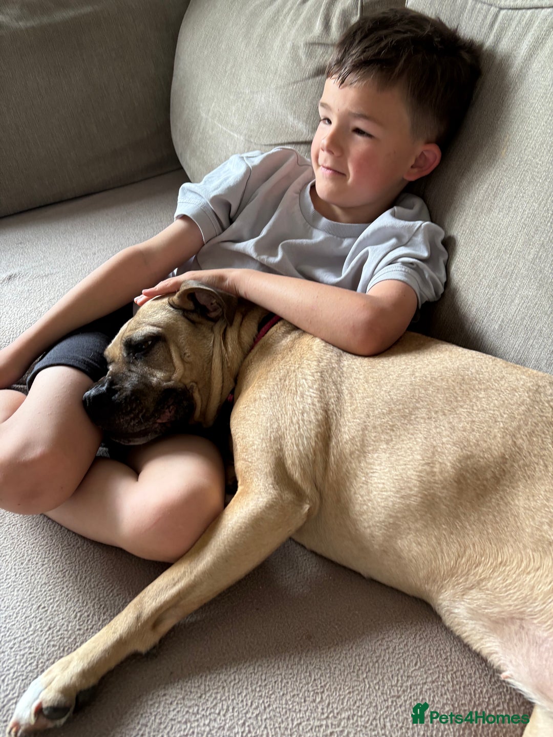 Staffordshire Bull Terrier dogs for sale: Lola  - Image 3