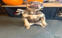 French Bulldog dogs for sale: Luna 1 year old Frenchie  - Image 2