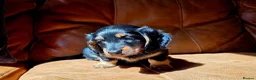 Miniature Dachshund dogs for sale: Stunning Longhaired Mini Dachshund Boys.  - Advert 4
