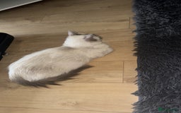 Ragdoll cats for sale: Female Ragdoll for sale  - Image 3