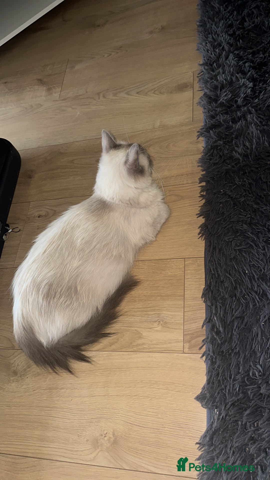 Ragdoll cats for sale: Female Ragdoll for sale  - Image 3