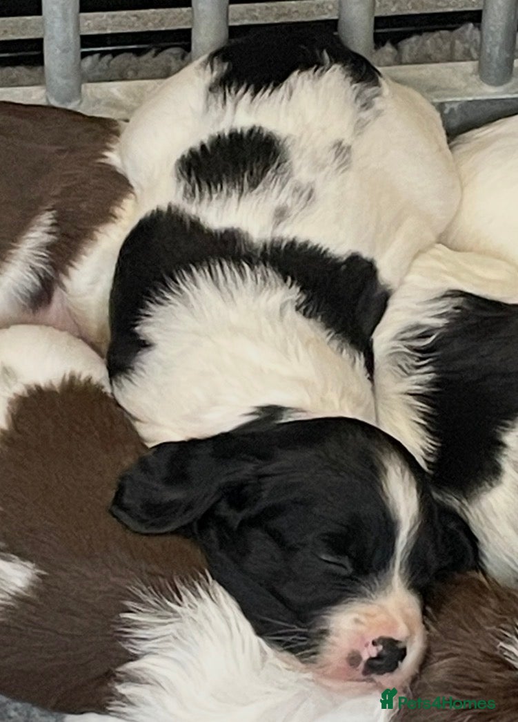 English Springer Spaniel dogs Exceptional KC Reg, ESS Pups, B/W & L/W - Advert 2