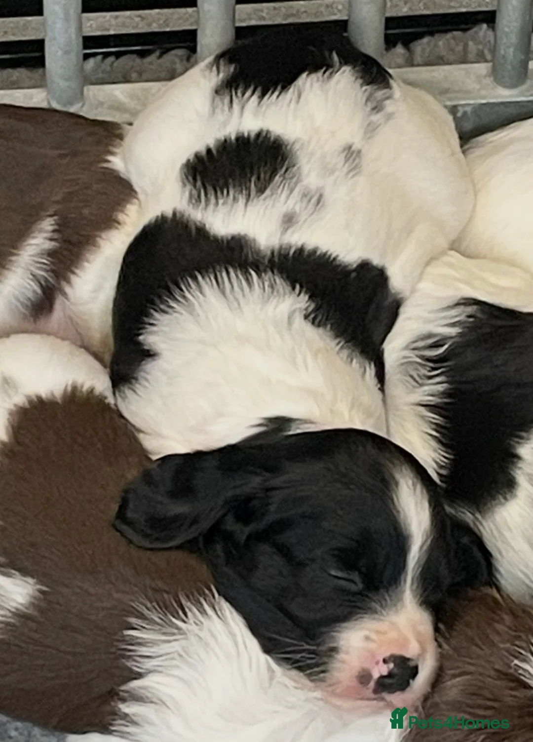 English Springer Spaniel dogs for sale: Exceptional KC Reg, ESS Pups, B/W & L/W in Oldham - Advert 2