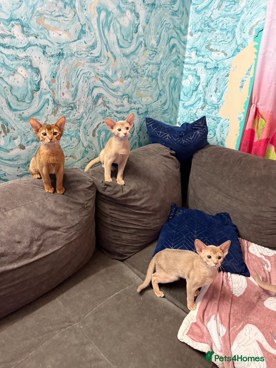 Abyssinian cats for sale: Ready for a new home - Advert 14