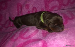 Dobermann dogs for sale: European Dobermann puppies for sale  - Image 10