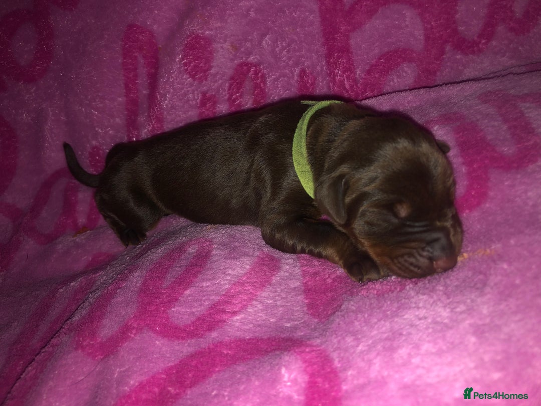 Dobermann dogs for sale: European Dobermann puppies for sale  - Image 10