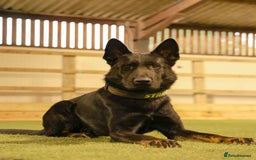 German Shepherd dogs for stud: EXCEPTIONAL BI COLOUR MALE  - Advert 2