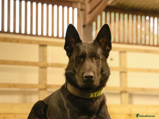 German Shepherd dogs - Advert 2