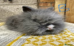 Lionhead rabbits for sale: Lionhead Rabbits For Sale  - Advert 2