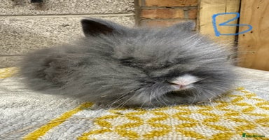Lionhead rabbits Lionhead Rabbits For Sale  - Advert 2