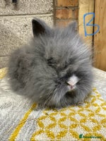 Lionhead rabbits Lionhead Rabbits For Sale - Advert 2