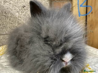 Lionhead rabbits Lionhead Rabbits For Sale - Advert 2