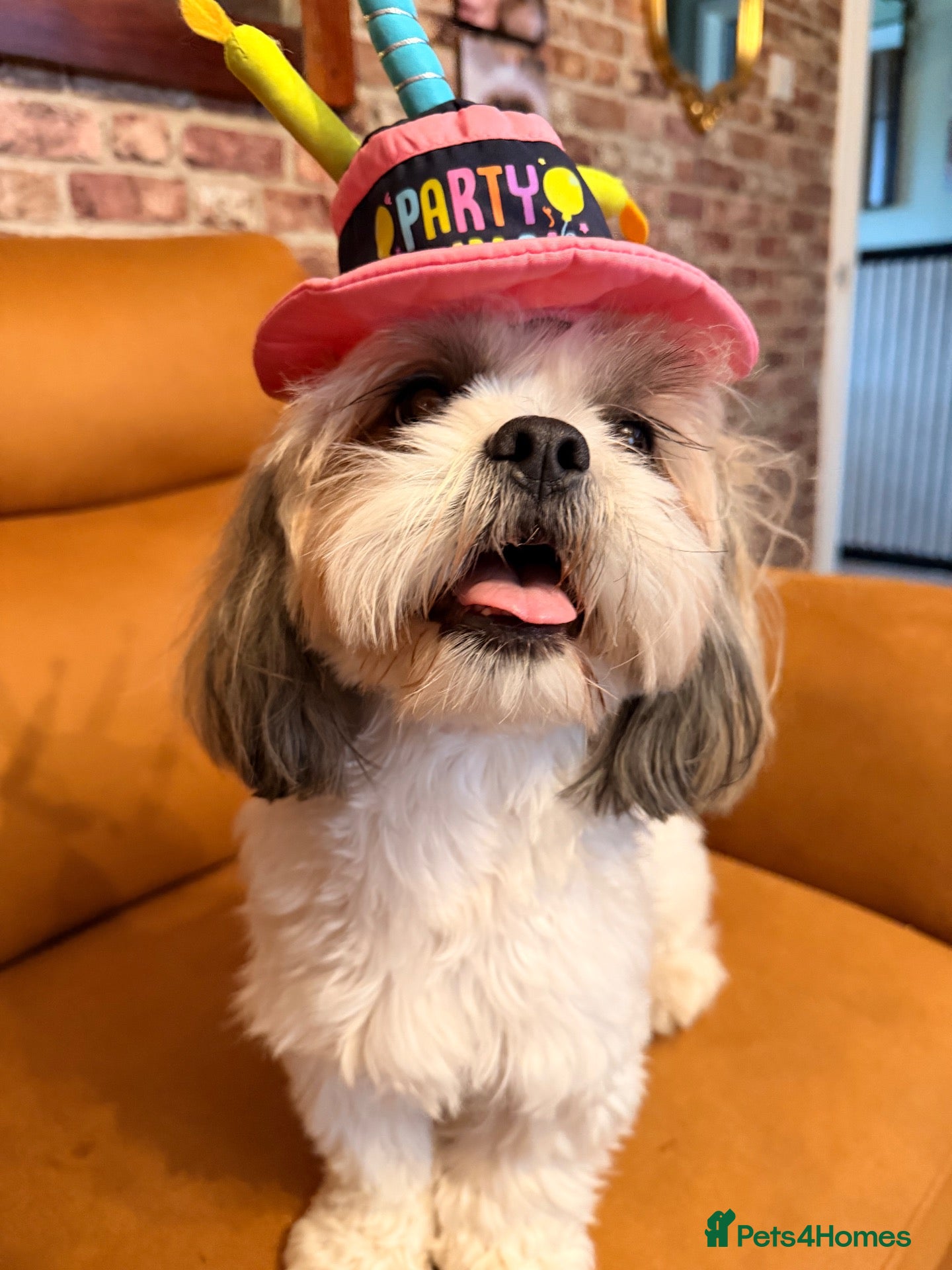 Mixed Breed dogs for sale: 14 months old Shih-apso - Advert 4