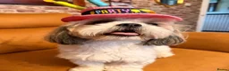 Mixed Breed dogs for sale: 14 months old Shih-apso - Advert 1