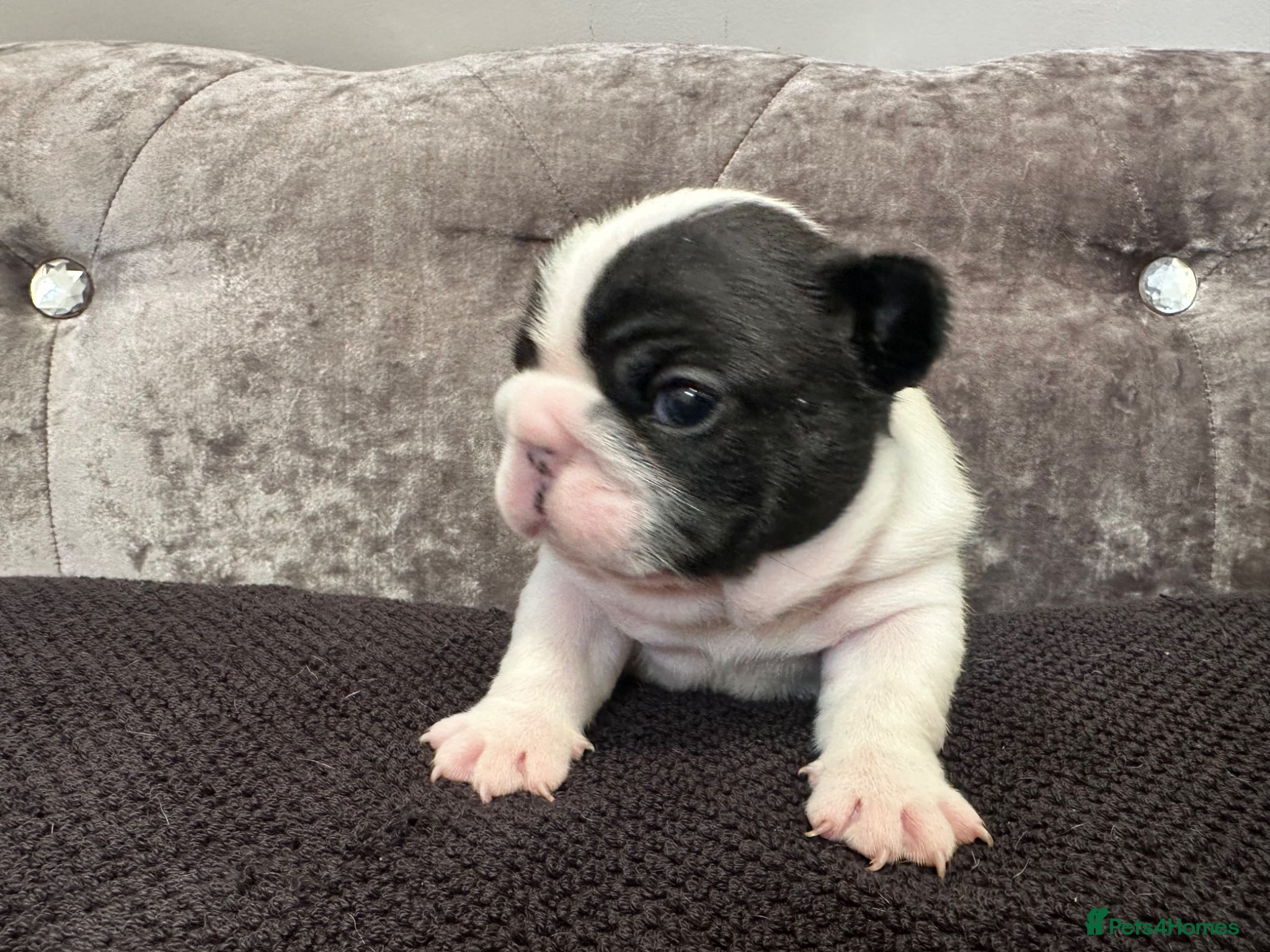 French Bulldog dogs KC Fully tested genetic and health  puppies - Advert 16