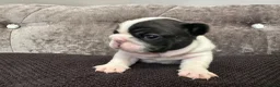 French Bulldog dogs for sale: Fully tested genetic and health puppies - Advert 2