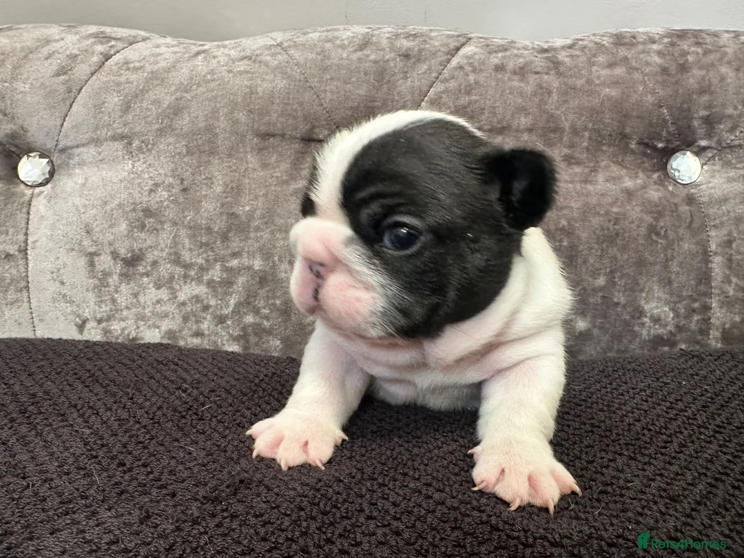 French Bulldog dogs for sale: Fully tested genetic and health puppies - Advert 2