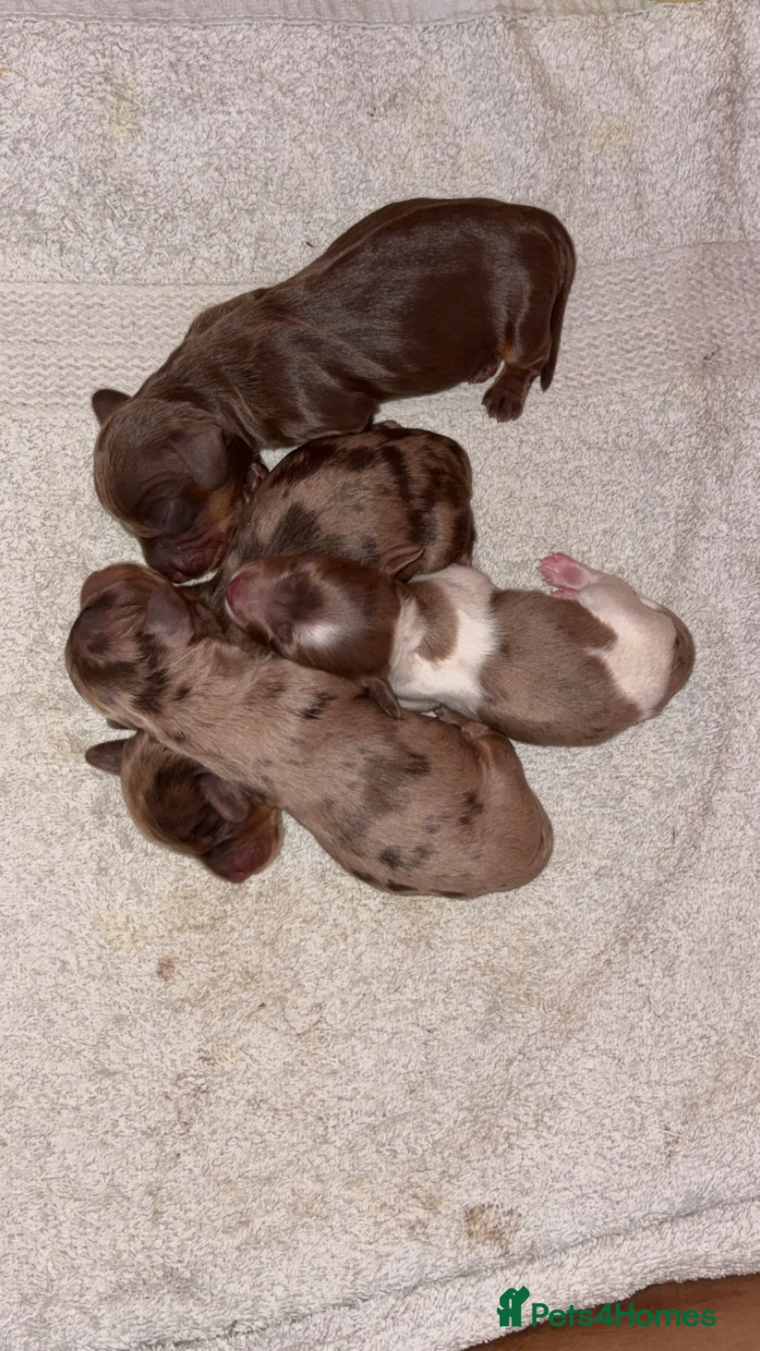 Miniature Dachshund dogs for sale: Miniature dachshund puppies  - Advert 2