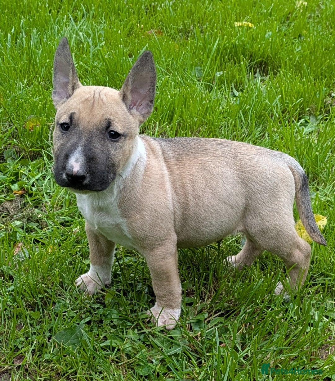 English Bull Terrier dogs for sale: KC REG ENGLISH BULL TERRIER PUPS - Image 14