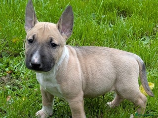 English Bull Terrier dogs - Advert 5