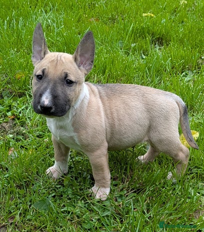 English Bull Terrier dogs - Advert 1