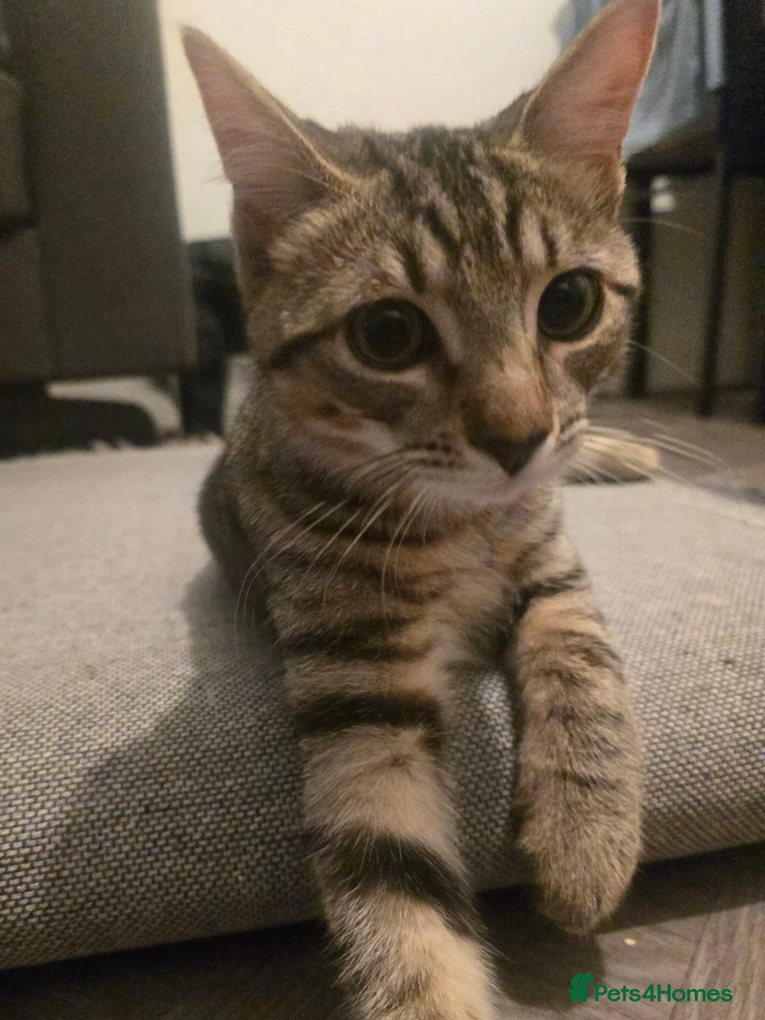 Mixed Breed cats for sale: Kitten 4-5 months - Advert 2
