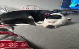 Mixed Breed dogs for sale: Staffie x American bulldog  - Image 2