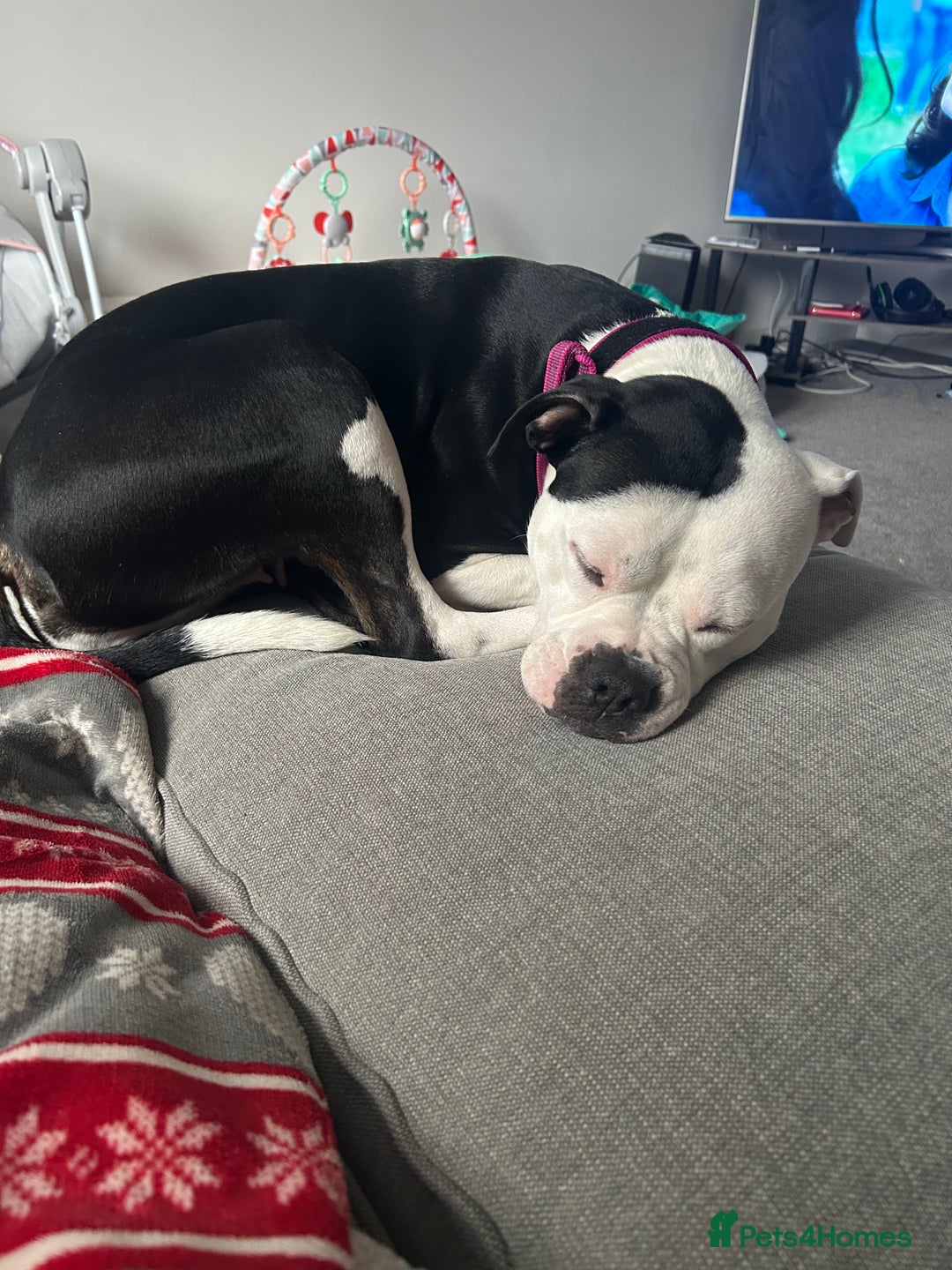 Mixed Breed dogs for sale: Staffie x American bulldog  - Image 2