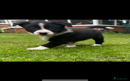 Border Collie dogs for sale: Gorgeous Border Collie Puppies  - Image 35