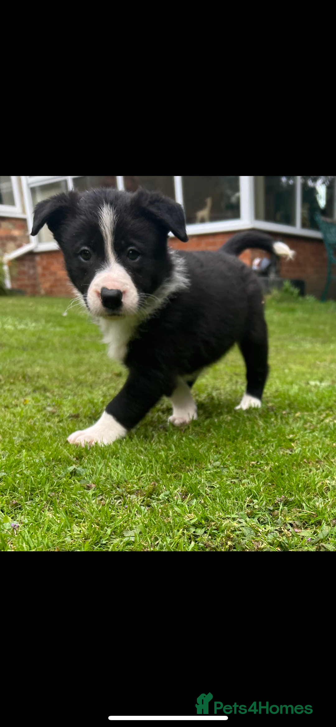 Border Collie dogs for sale: Gorgeous Border Collie Puppies  - Image 35