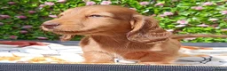 Miniature Dachshund dogs for sale: READY NOW LH SHADED CREAM MINI KC REG PRA CLEAR - Advert 3