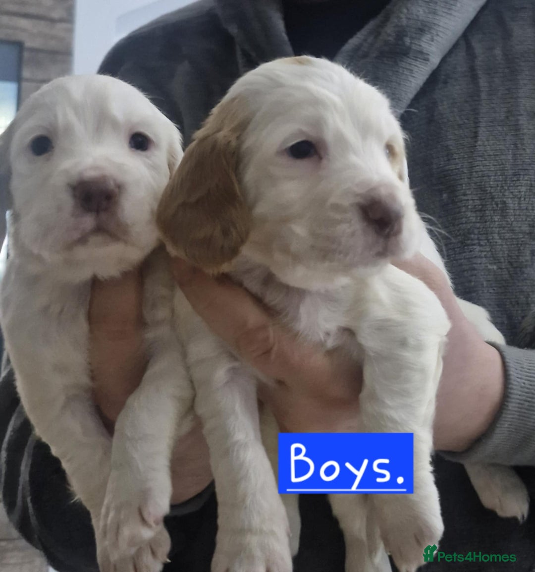 Cocker Spaniel dogs for sale: cocker spaniel puppies for sale - Advert 2