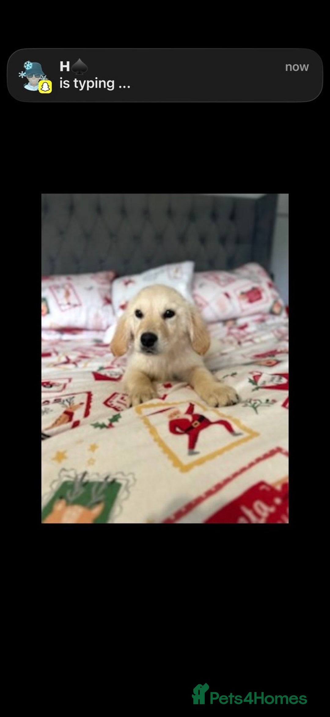 Golden Retriever dogs for sale: Adorable 8-week-old Golden Retriever puppies  - Advert 1