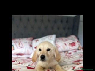 Golden Retriever dogs Adorable 8-week-old Golden Retriever puppies - Advert 17