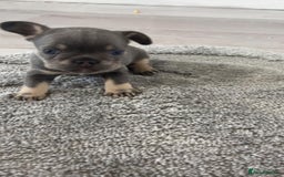 French Bulldog dogs for sale: French Bulldog puppies -fluffy & fluffy carriers✨ - Image 10