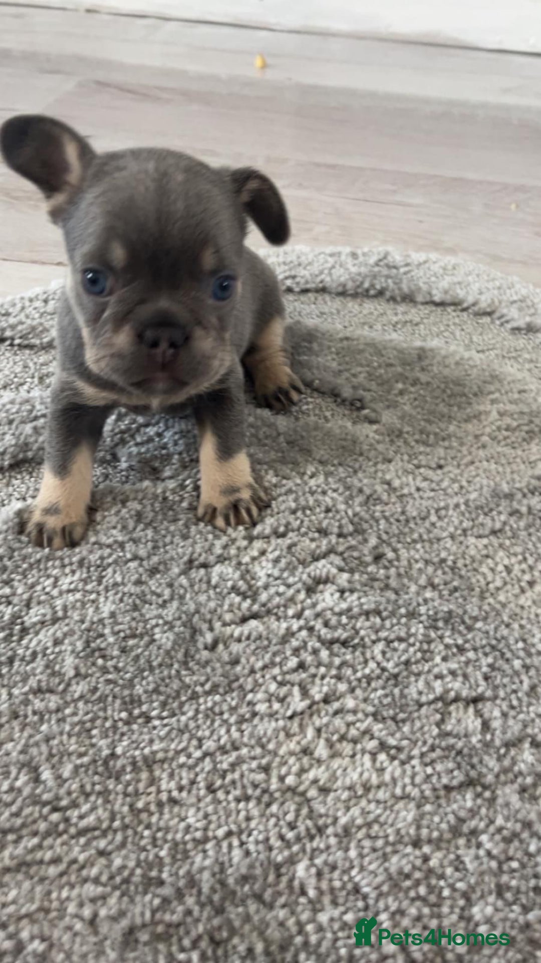 French Bulldog dogs for sale: French Bulldog puppies -fluffy & fluffy carriers✨ - Image 10