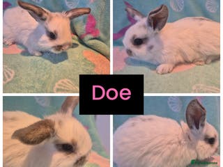 Mini Lop rabbits Beautiful litter of 10 mini lops - Advert 14