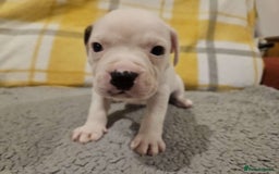 Mixed Breed dogs for sale: American bulldog x Staffy pups  - Image 2