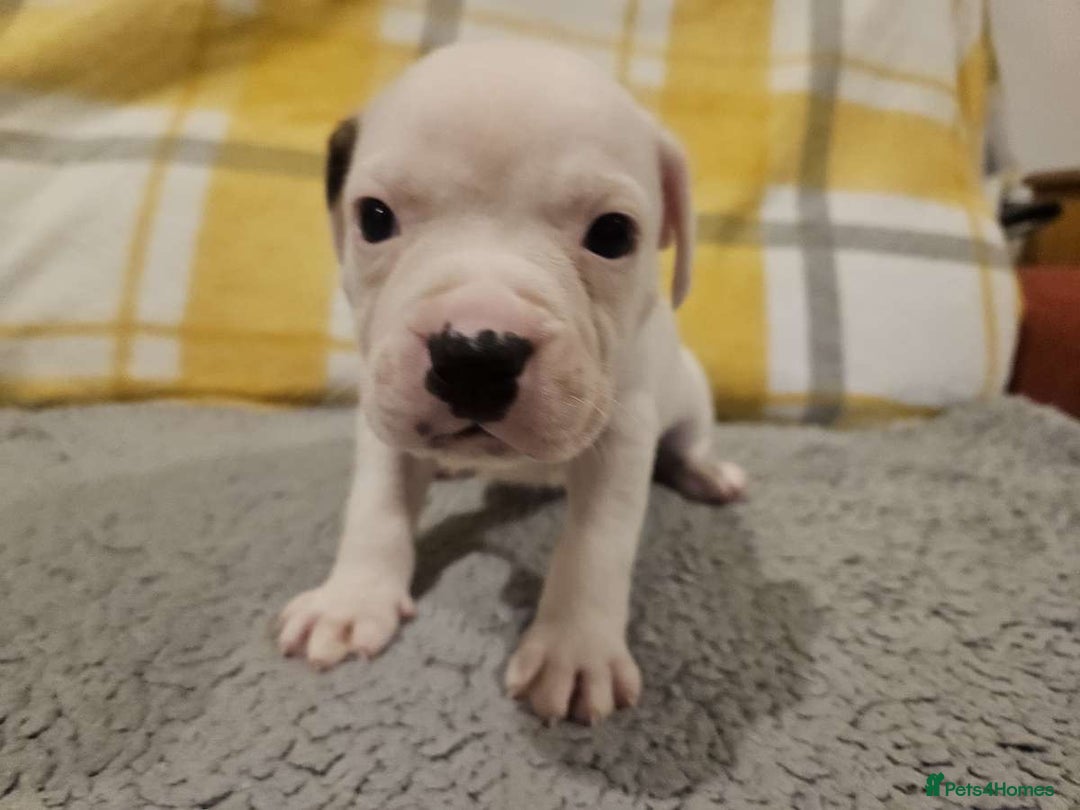 Mixed Breed dogs for sale: American bulldog x Staffy pups  - Image 2