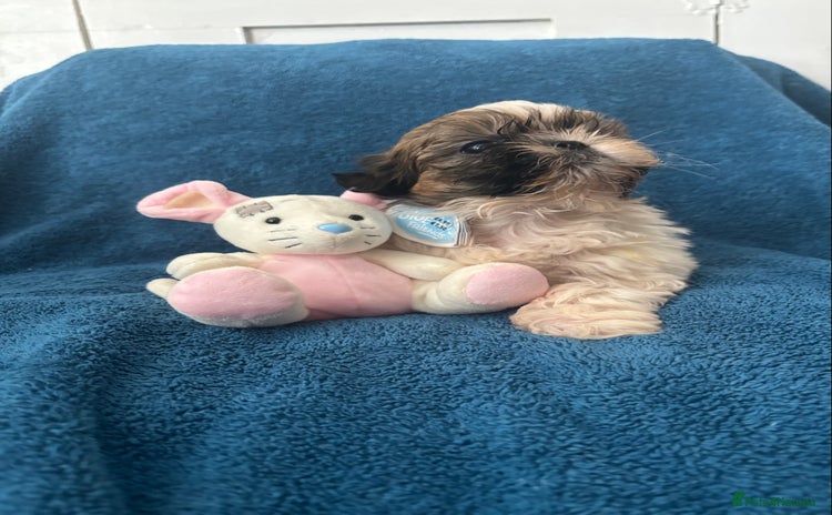 Shih Tzu dogs - Advert 1