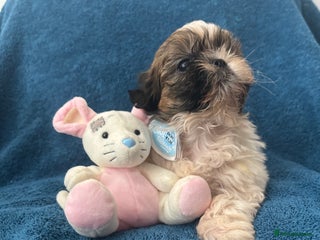 Shih Tzu dogs - Advert 4