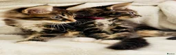 Maine Coon cats for sale: Mainecoon kittens  - Advert 15