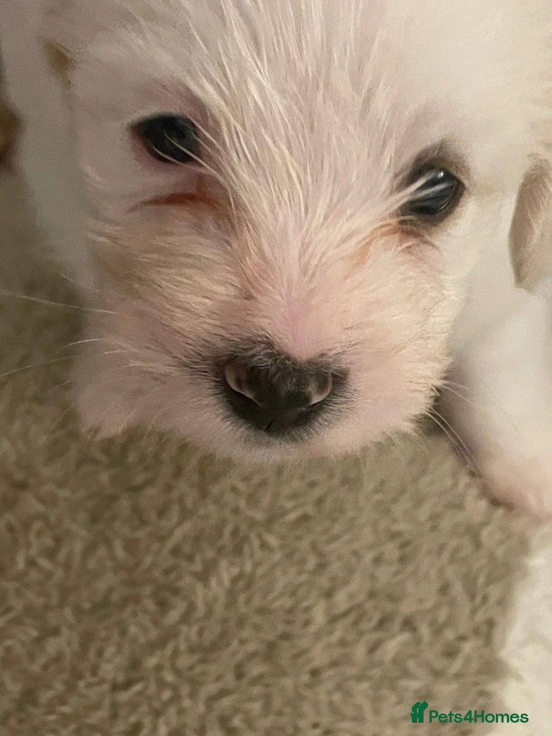 Mixed Breed dogs for sale: Cavachon x sprolli puppies - Advert 4